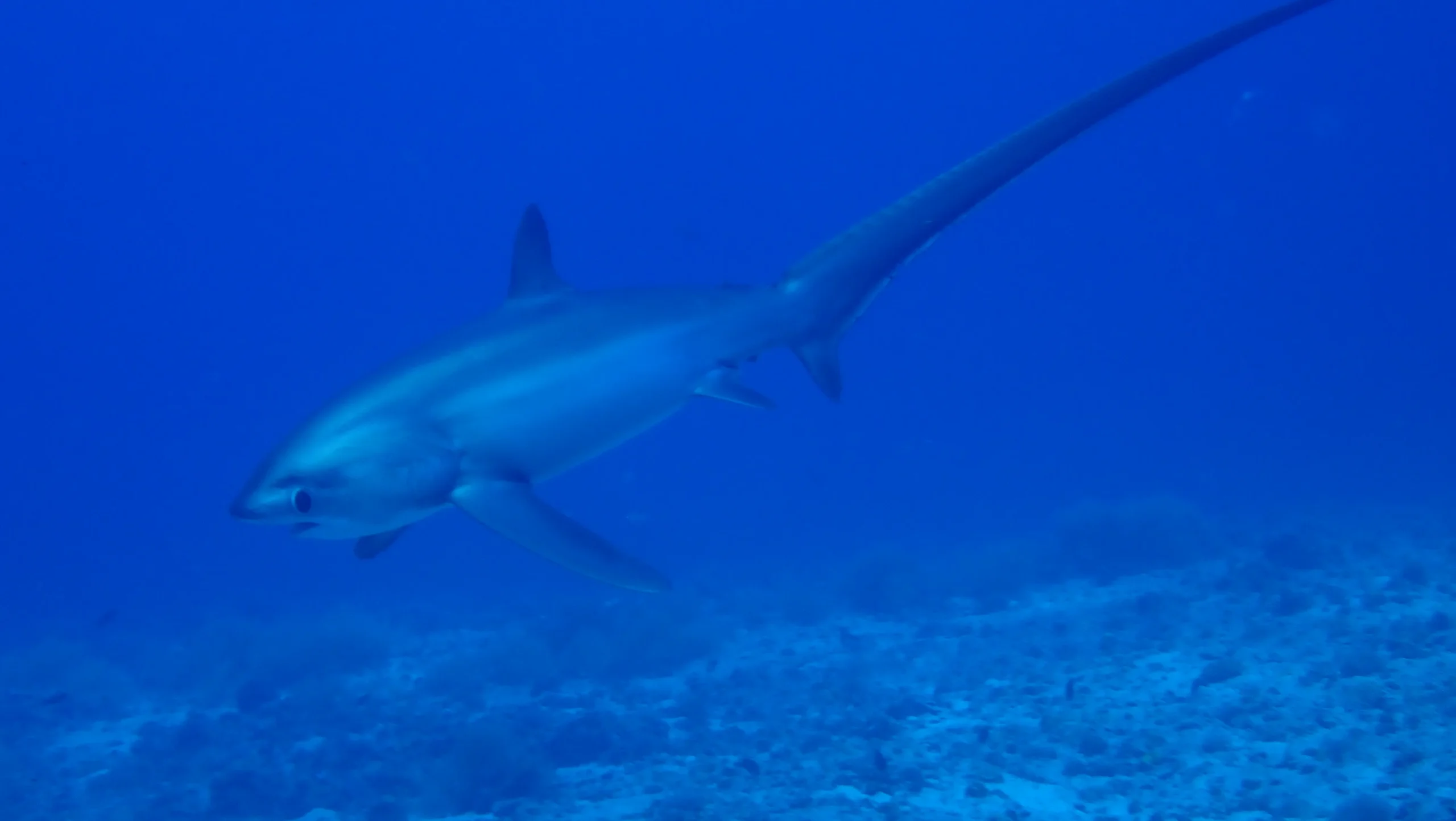requin renard P4231635