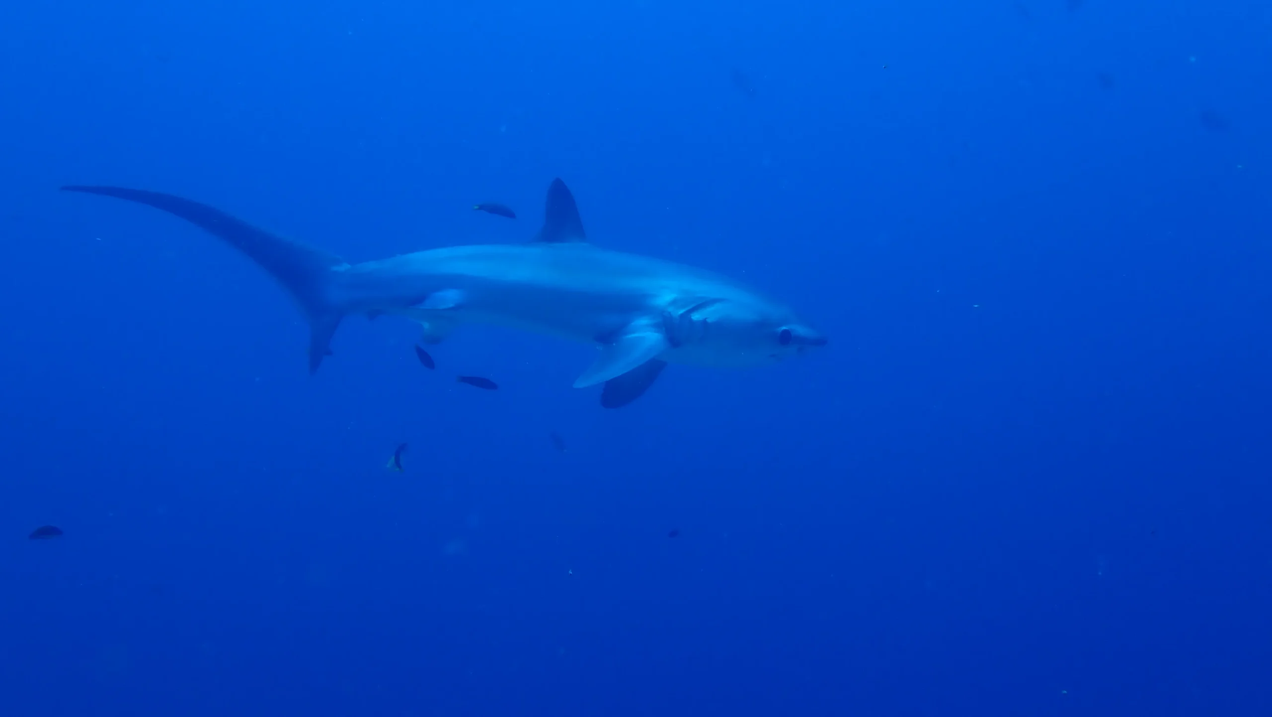 requin renard P4231672