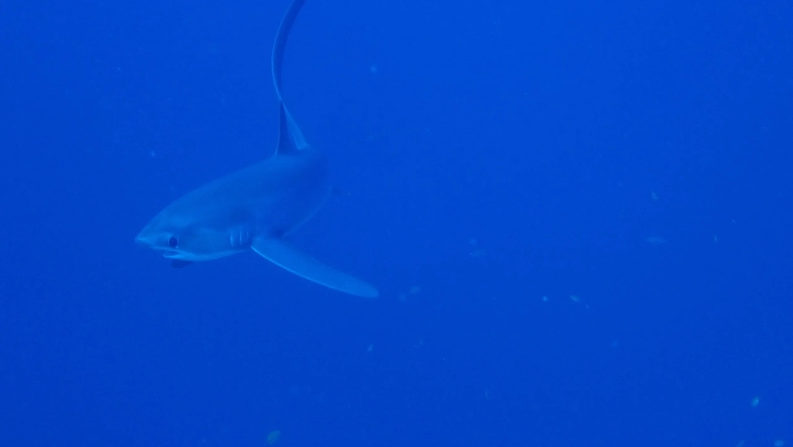 requin renard P4241692