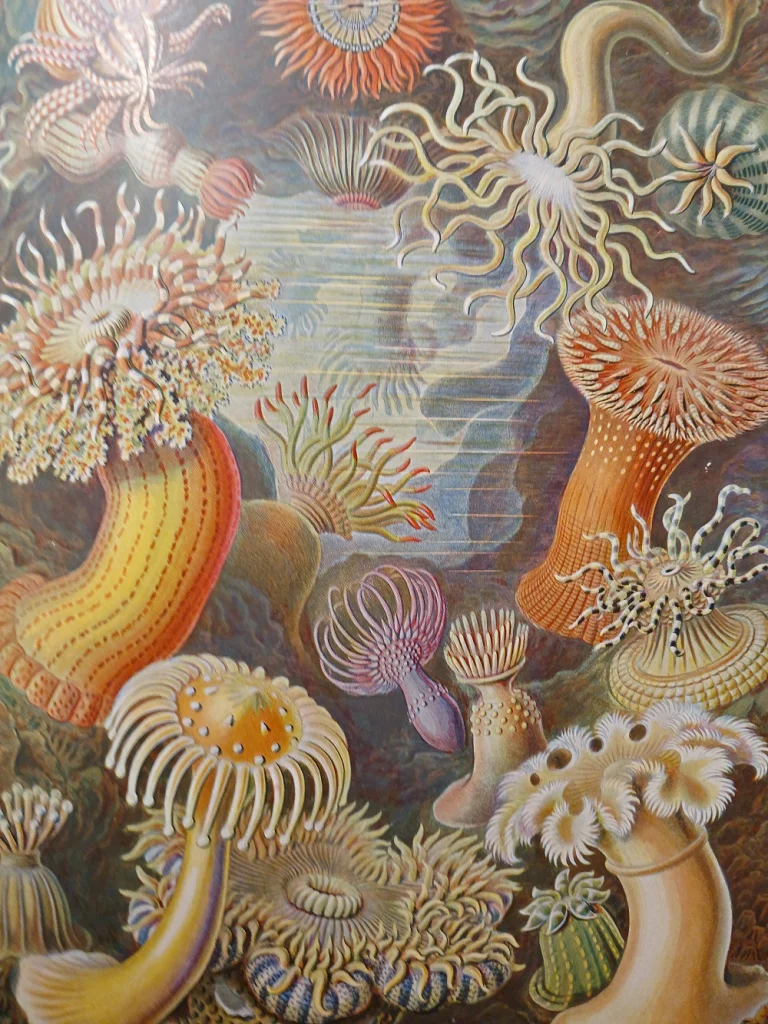 Haeckel Ernest