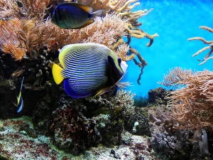 Corail